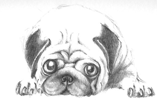 Pug
